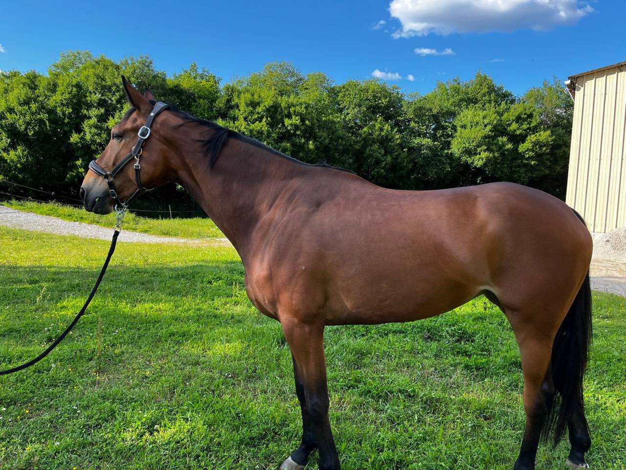 Cavalla Sella Francese In vendita 2021 Baio ,  QUARTER BACK RUMEL