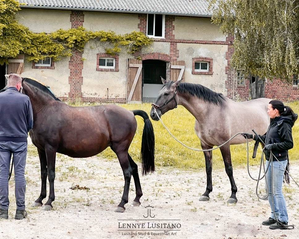 Onyx des Ocres - Lusitano 2017
