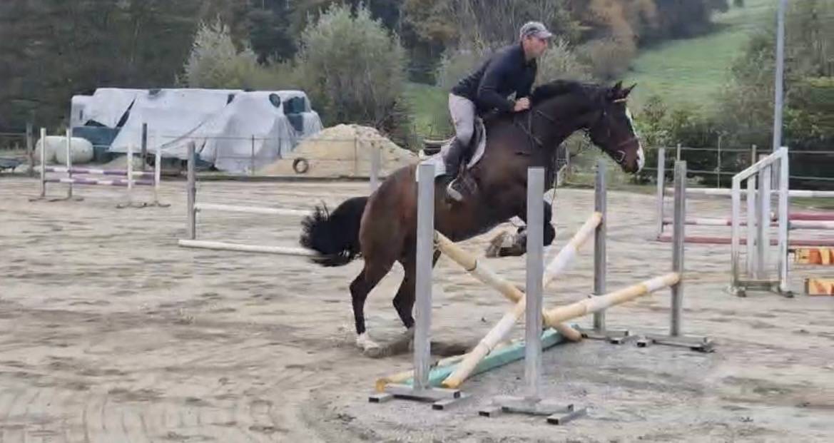 Castrone Cavallo da Sport Swizzero In vendita 2021 Baio ,  FANDSY DE ST PAUL