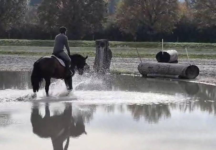 Castrone Cavallo da Sport Swizzero In vendita 2021 Baio ,  FANDSY DE ST PAUL