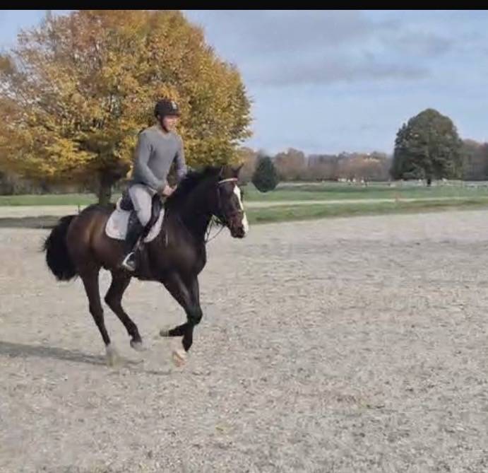 Castrone Cavallo da Sport Swizzero In vendita 2021 Baio ,  FANDSY DE ST PAUL