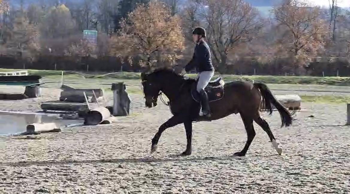 Castrone Cavallo da Sport Swizzero In vendita 2021 Baio ,  FANDSY DE ST PAUL