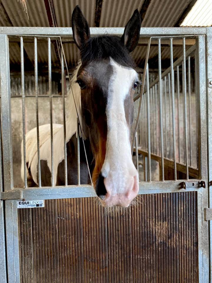 Cavallo 6 anni irlandese