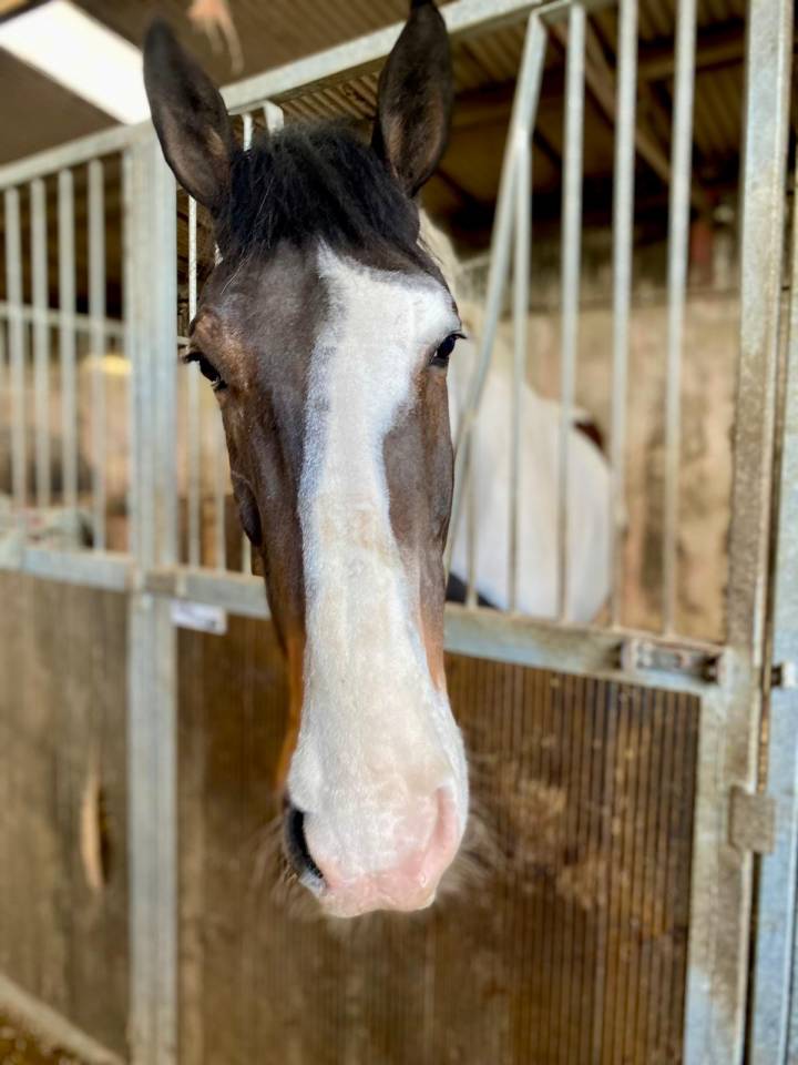 Cavallo 6 anni irlandese