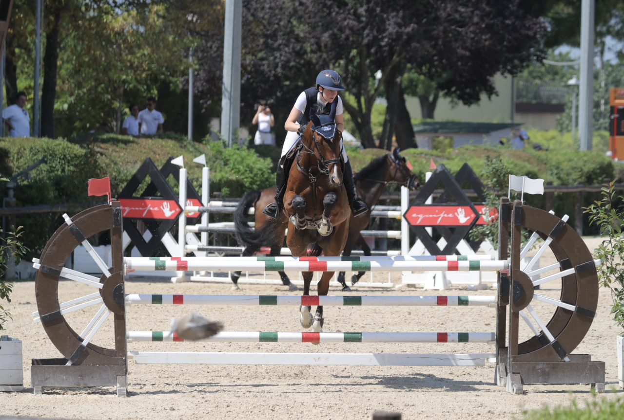 Willi, cavallo di 10 anni tedesco per gare primo grado
