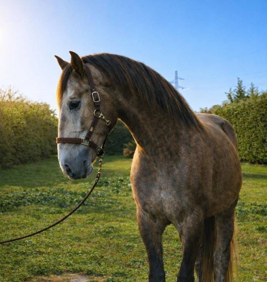 Castrone Lusitano In vendita 2022 Grigio