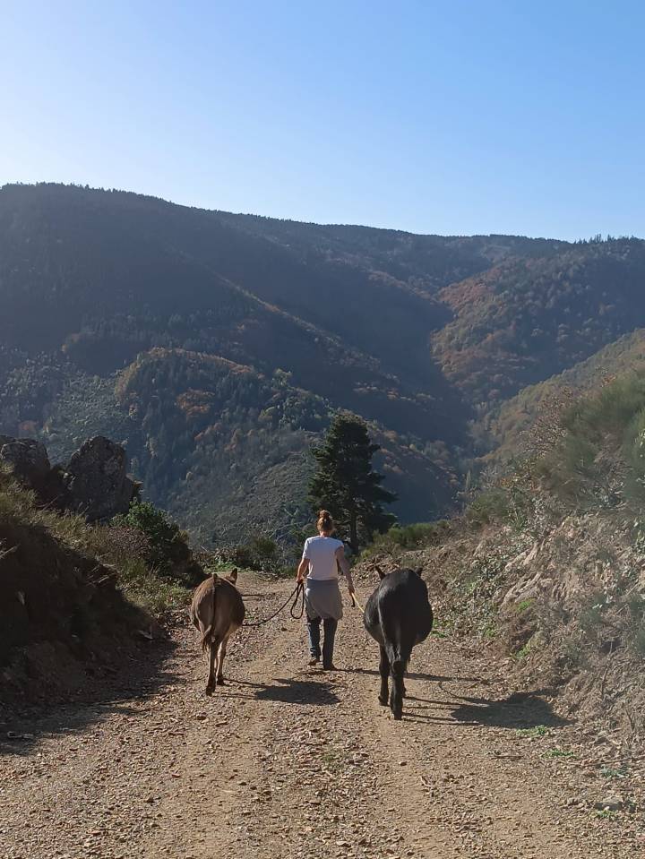 Asno Altre Razze di Asini In vendita 2011 Nero