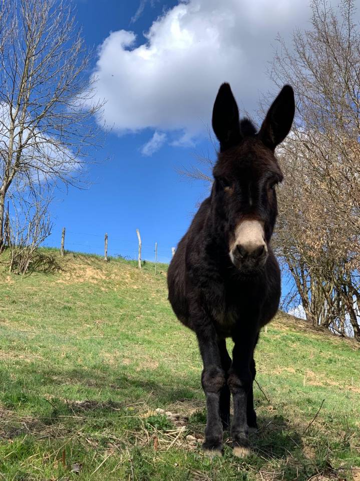 Asno Altre Razze di Asini In vendita 2011 Nero