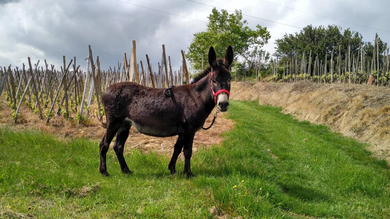 Asno Altre Razze di Asini In vendita 2011 Nero