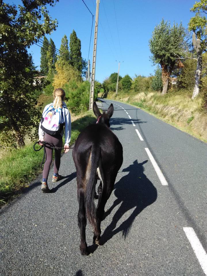 Asno Altre Razze di Asini In vendita 2011 Nero