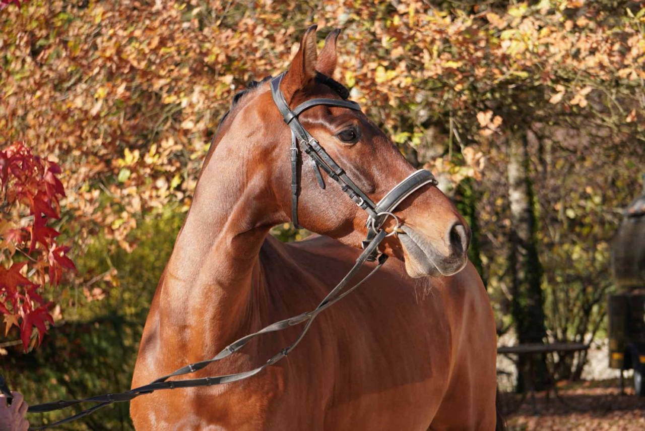 Castrone PRE Andaluso In vendita 2013 Baio