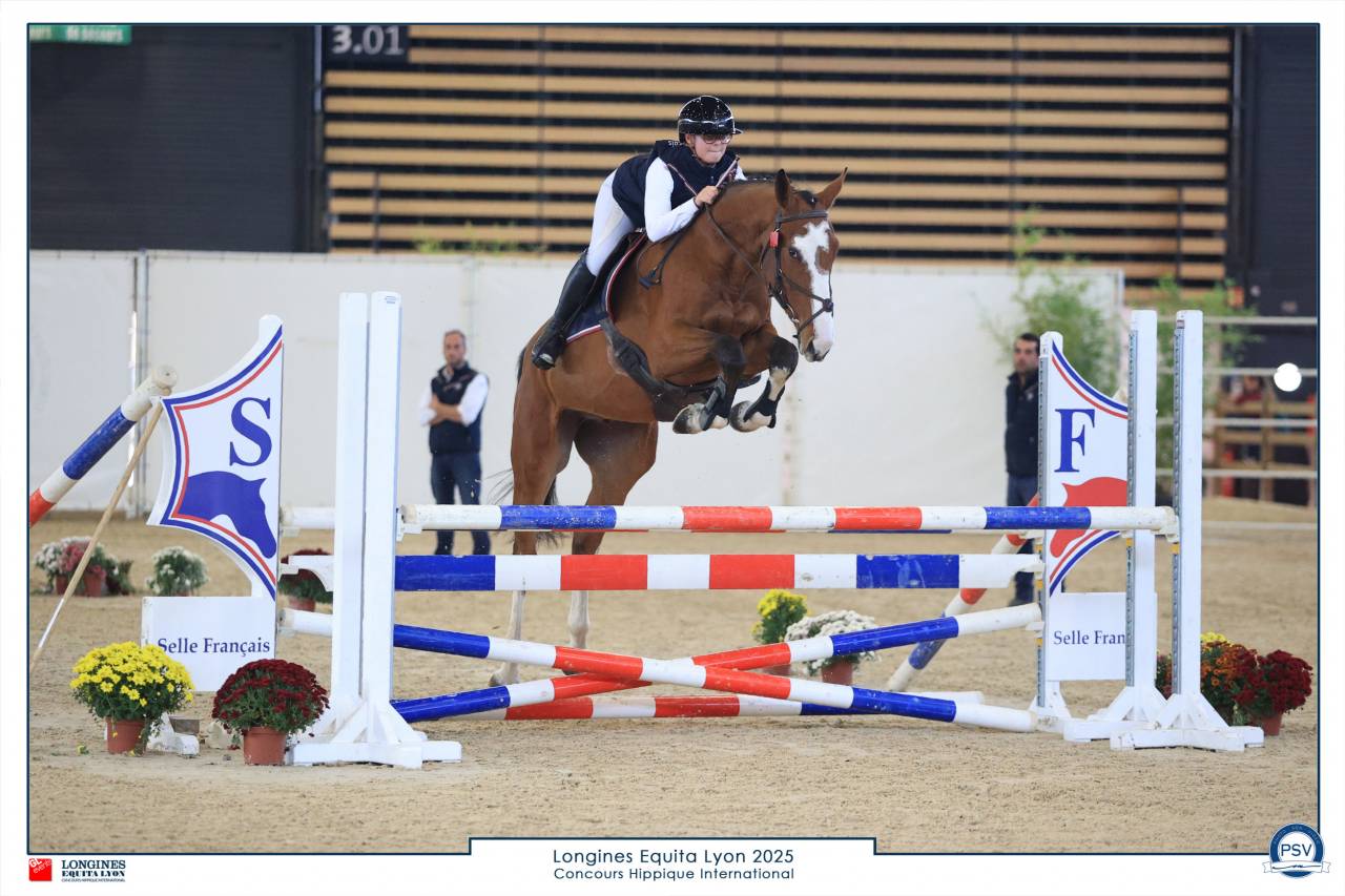 Castrone Sella Francese In vendita 2022 Baio ,  Chacgrano &ndash; DEU