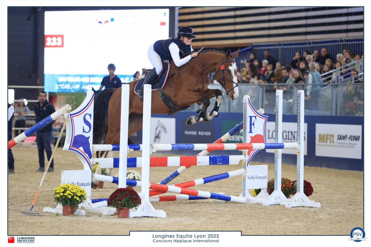 Castrone Sella Francese In vendita 2022 Baio ,  Chacgrano &ndash; DEU