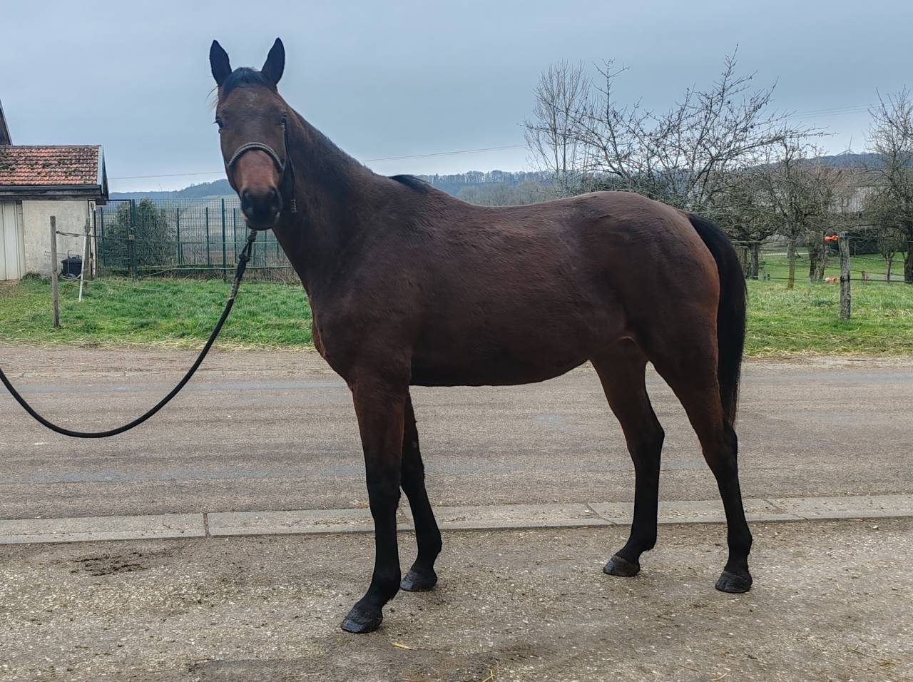 Cavalla Sella Francese In vendita 2022 Baio ,  Chacgrano &ndash; DEU