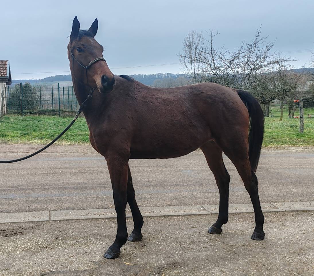 Cavalla Sella Francese In vendita 2022 Baio ,  Chacgrano &ndash; DEU