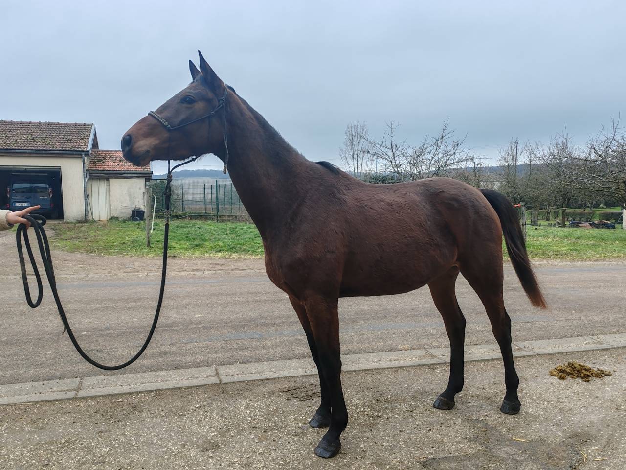 Cavalla Sella Francese In vendita 2022 Baio ,  Chacgrano &ndash; DEU