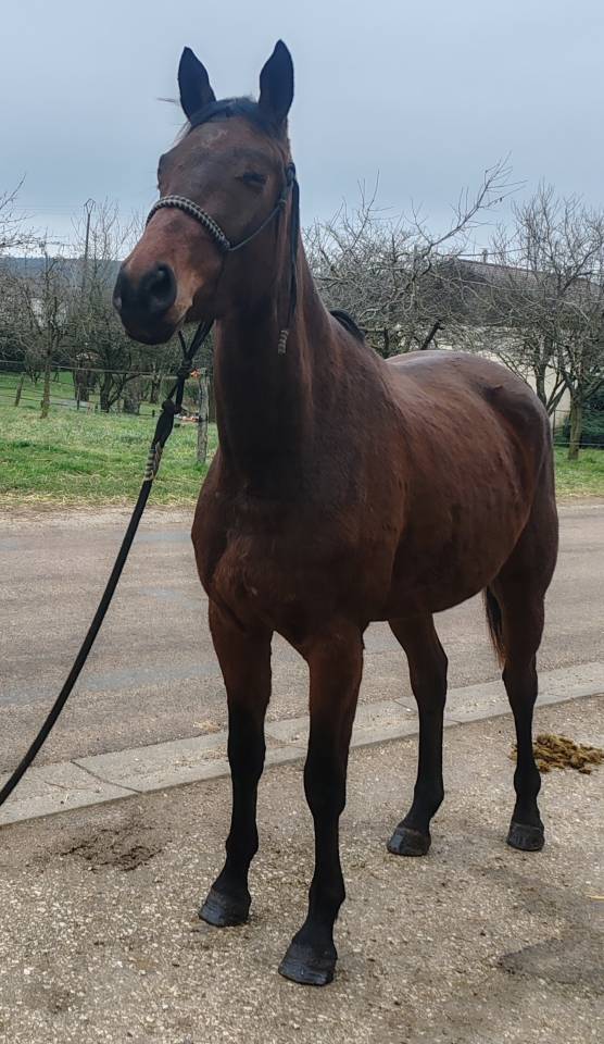 Cavalla Sella Francese In vendita 2022 Baio ,  Chacgrano &ndash; DEU