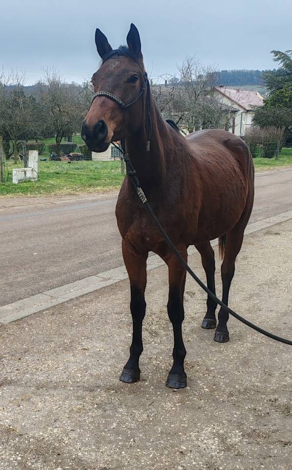 Cavalla Sella Francese In vendita 2022 Baio ,  Chacgrano &ndash; DEU