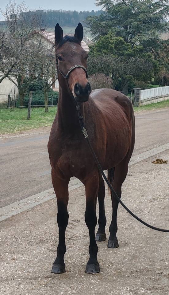 Cavalla Sella Francese In vendita 2022 Baio ,  Chacgrano &ndash; DEU