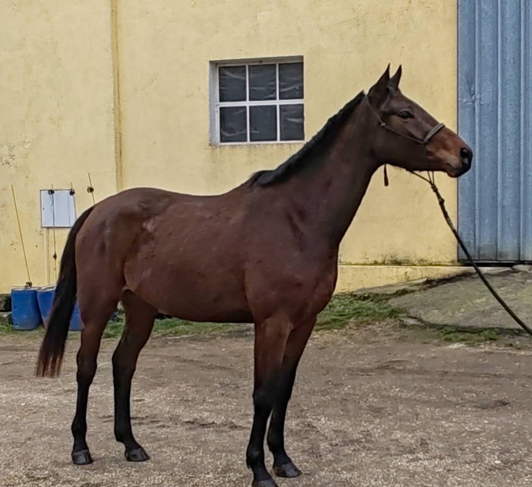 Cavalla Sella Francese In vendita 2022 Baio ,  Chacgrano &ndash; DEU