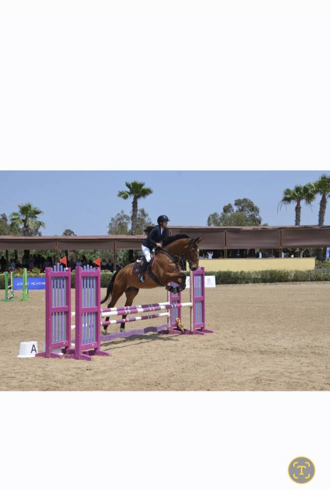 Castrone Sella Francese In vendita 2016 Baio ,  DIAMANT DE SEMILLY SFA