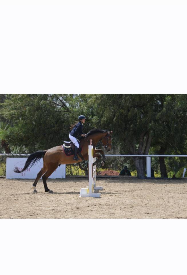 Castrone Sella Francese In vendita 2016 Baio ,  DIAMANT DE SEMILLY SFA