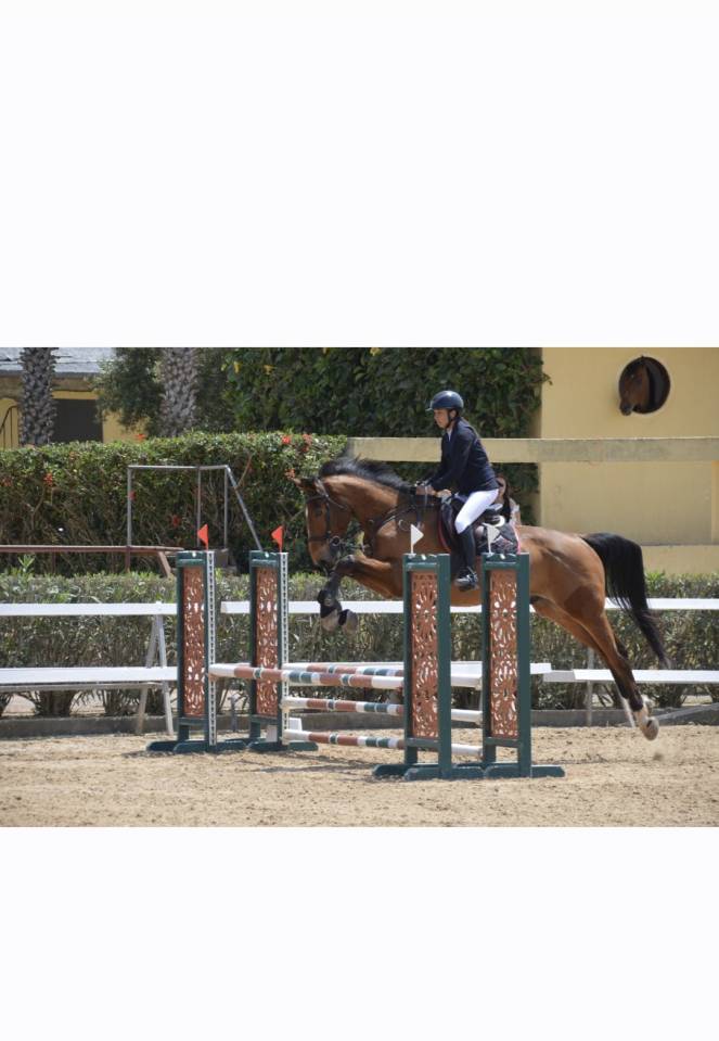 Castrone Sella Francese In vendita 2016 Baio ,  DIAMANT DE SEMILLY SFA