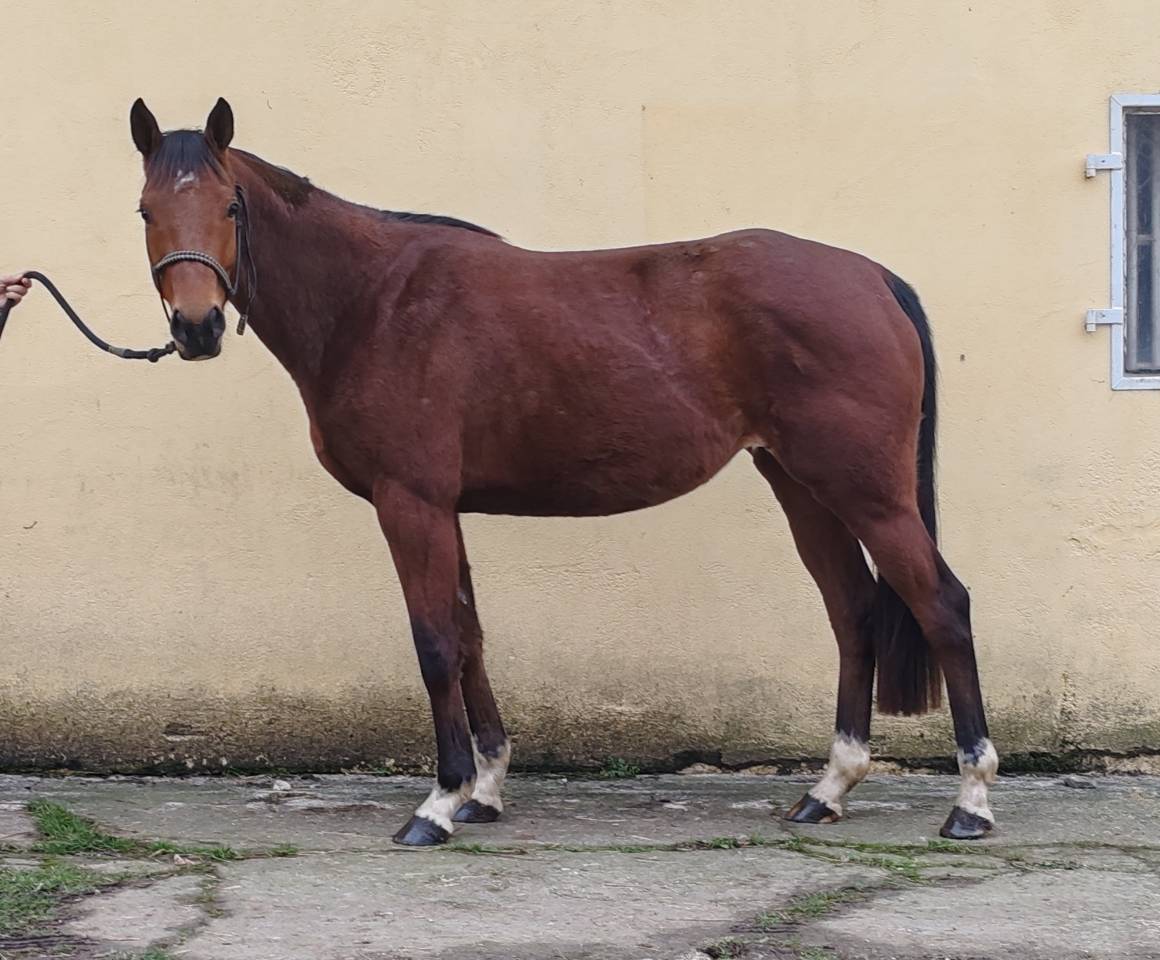 Cavalla Sella Francese In vendita 2022 Baio ,  Gwenndu de Kergane