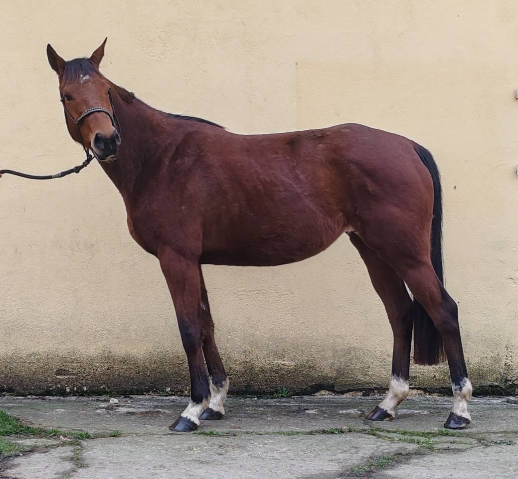 Cavalla Sella Francese In vendita 2022 Baio ,  Gwenndu de Kergane