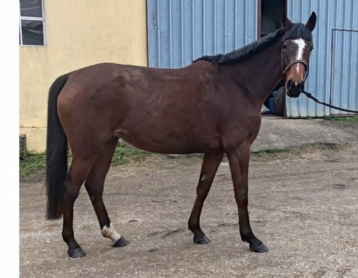 Cavalla Sella Francese In vendita 2022 Baio ,  Roman Saddle- PS