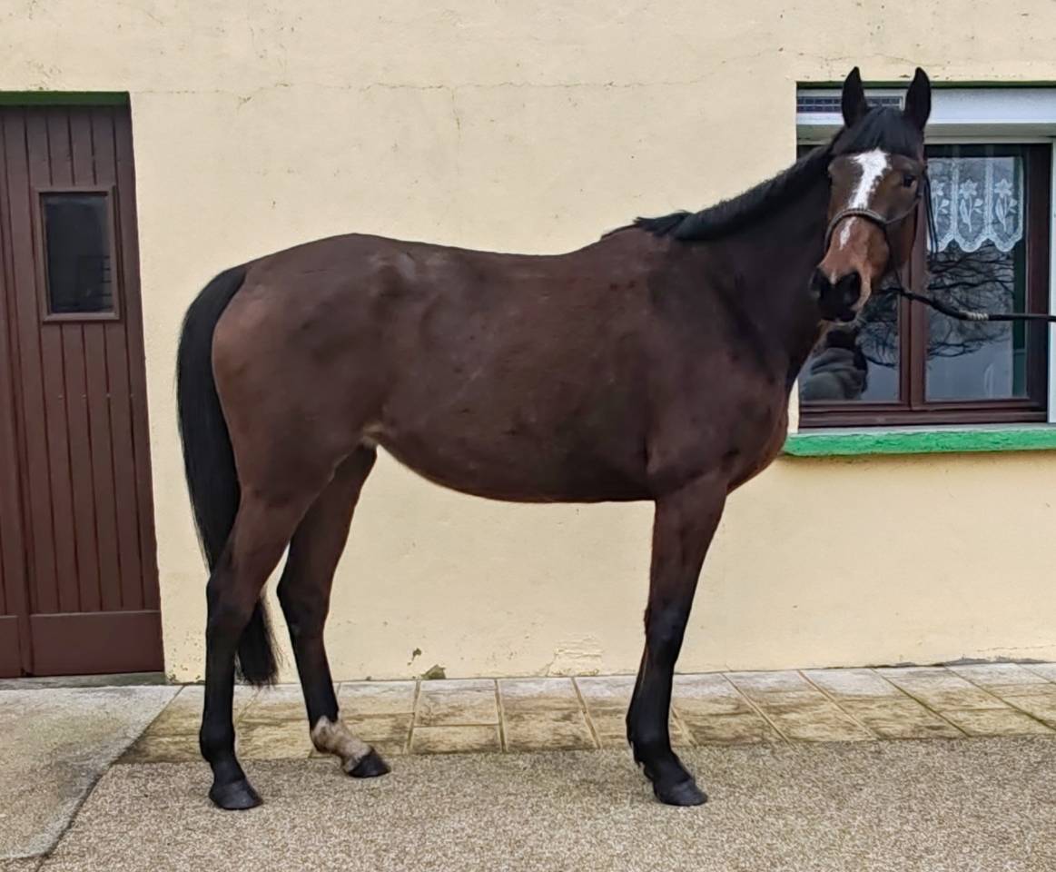 Cavalla Sella Francese In vendita 2022 Baio ,  Roman Saddle- PS