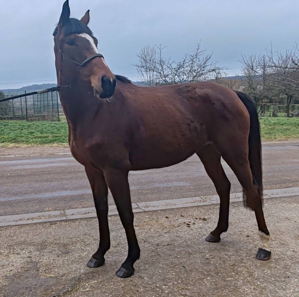 Cavalla Sella Francese In vendita 2022 Baio ,  Roman Saddle- PS