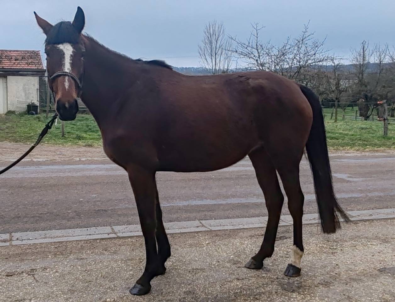 Cavalla Sella Francese In vendita 2022 Baio ,  Roman Saddle- PS