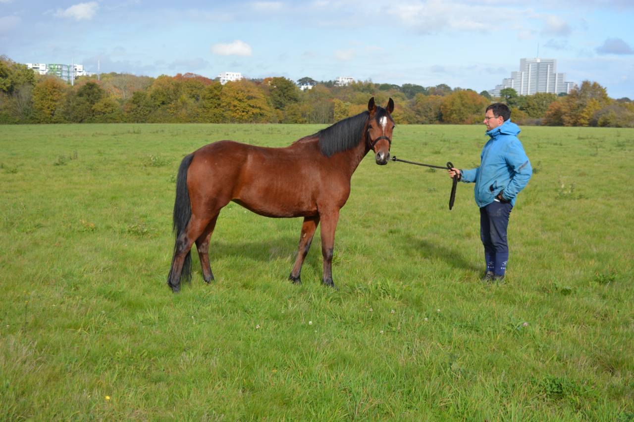 Cavalla Origine non conosciuta  In vendita 2021 Baio