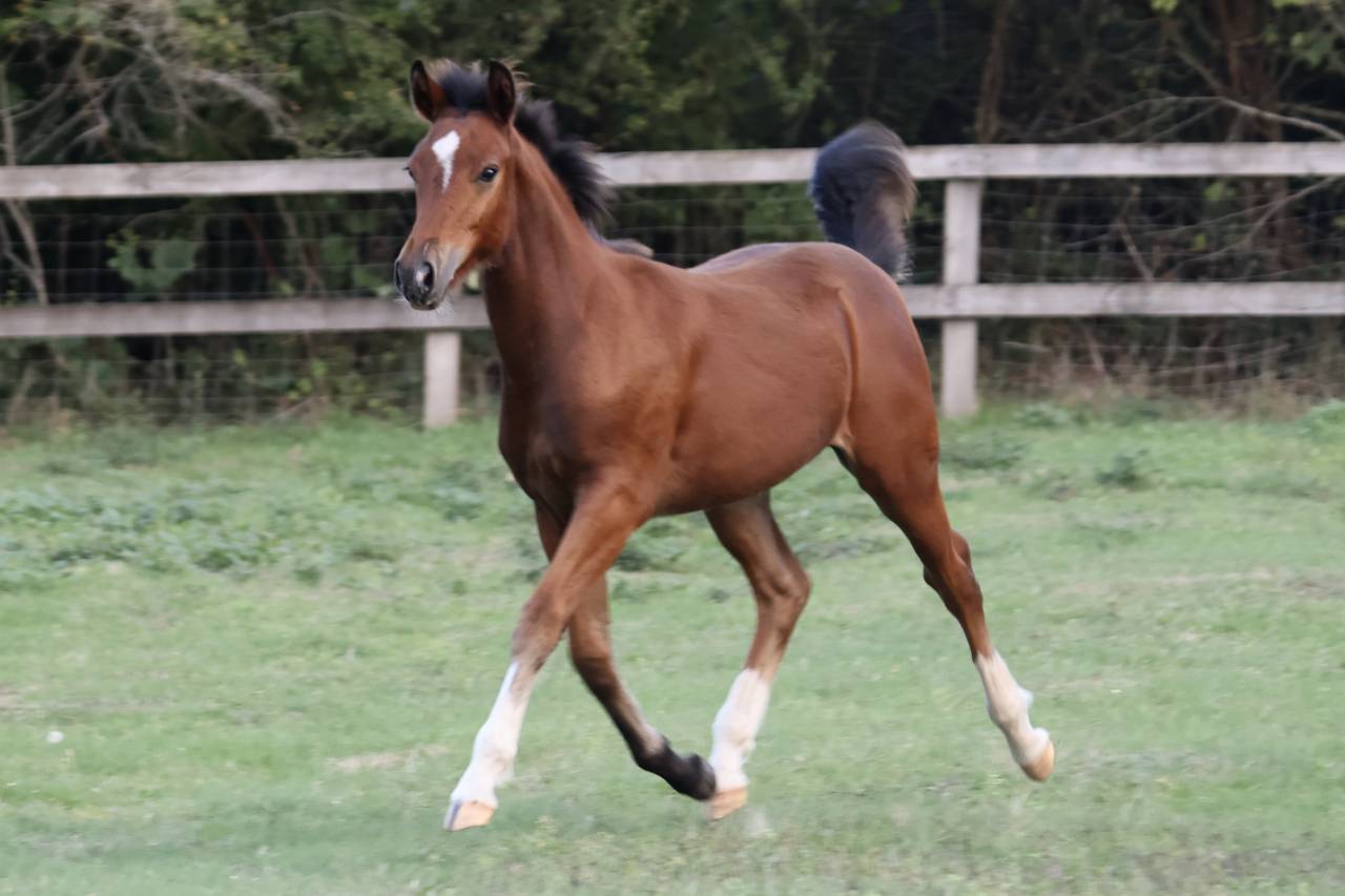 Cavalla PFS Pony Francese da Sella In vendita 2025 Baio ,  RM MOST BEAUTIFUL BOY (DEU)