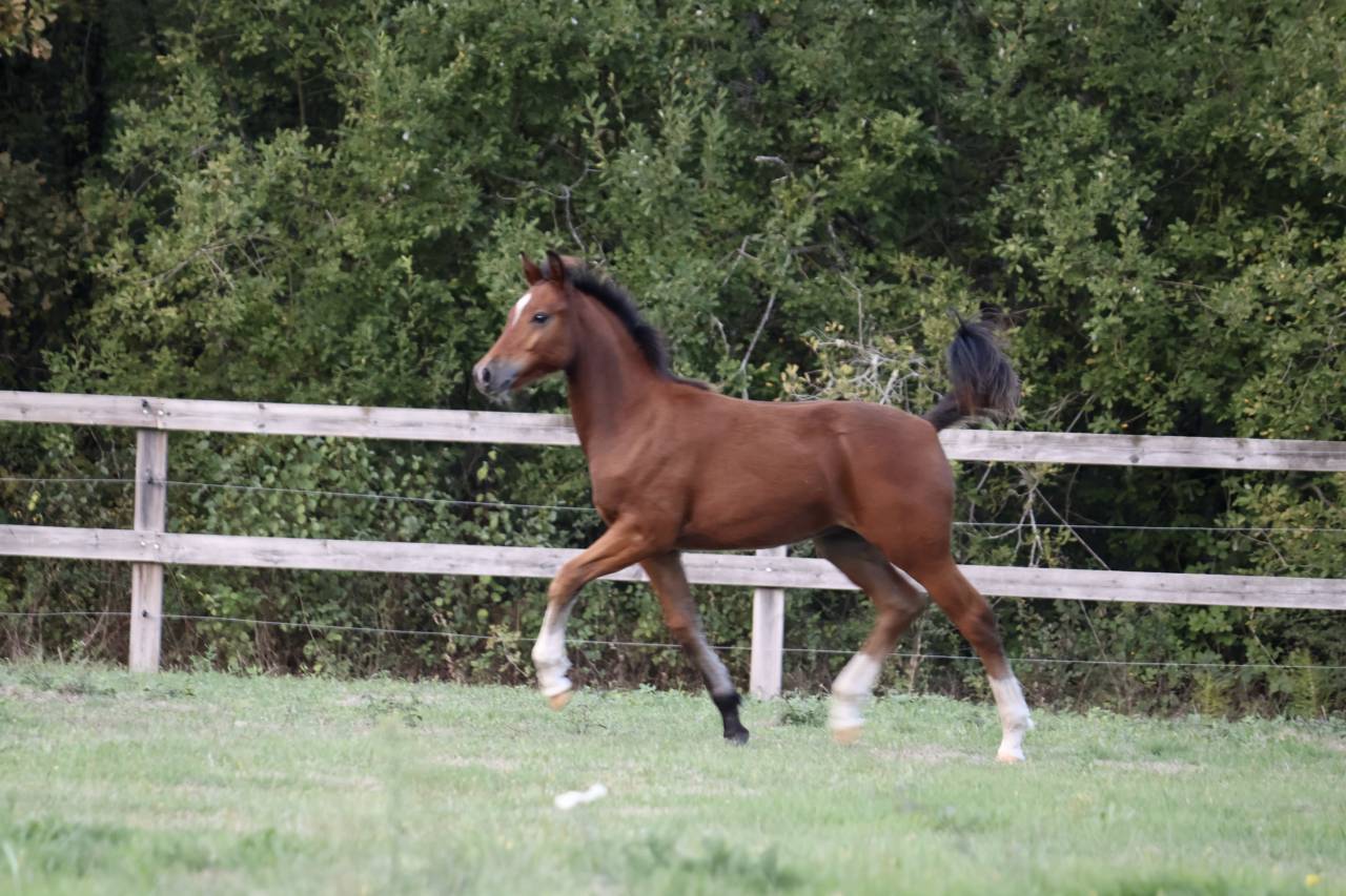 Cavalla PFS Pony Francese da Sella In vendita 2025 Baio ,  RM MOST BEAUTIFUL BOY (DEU)