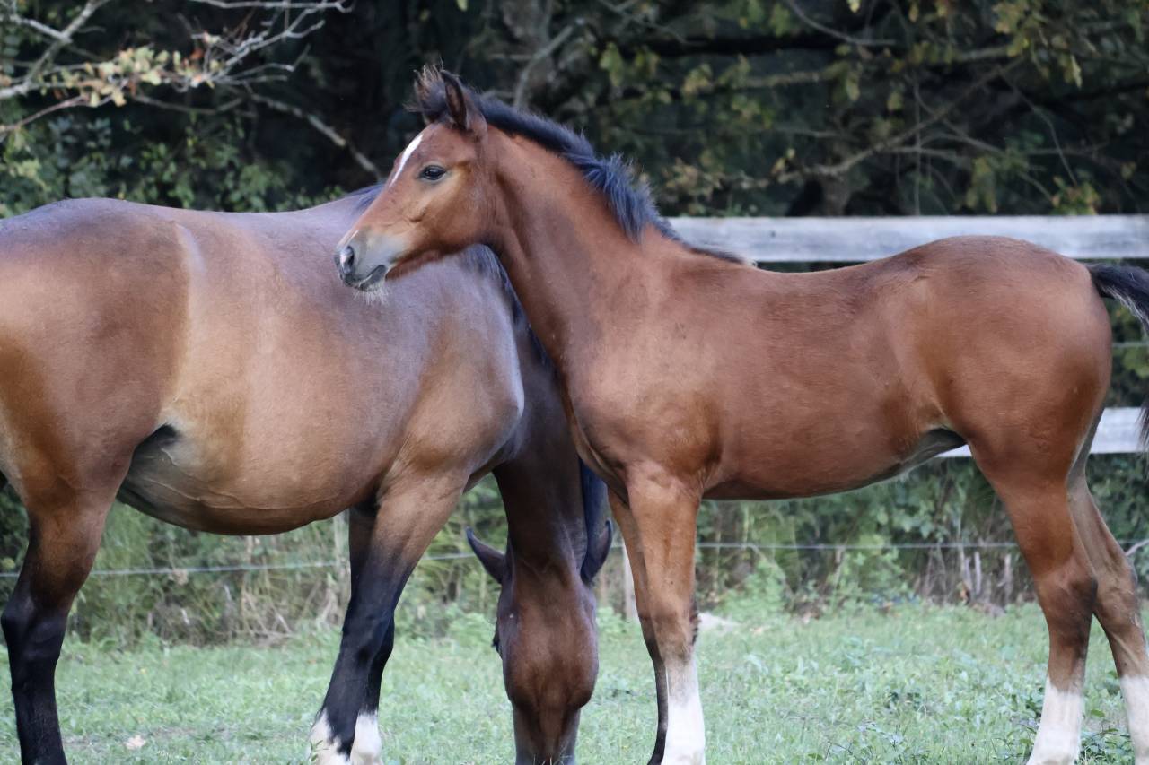 Cavalla PFS Pony Francese da Sella In vendita 2025 Baio ,  RM MOST BEAUTIFUL BOY (DEU)