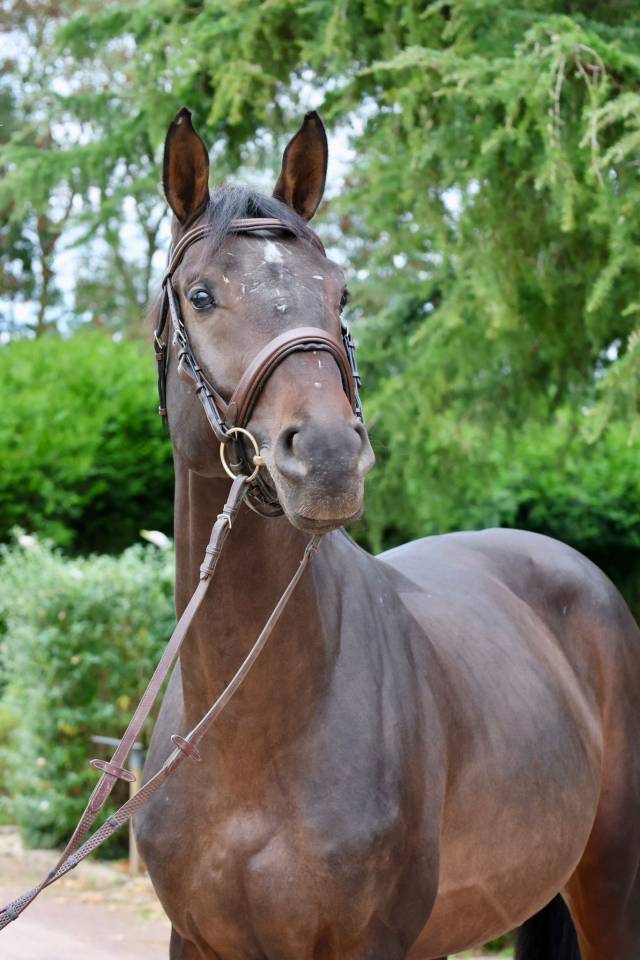 Intero Holsteiner In vendita 2020 Baio ,  Q-OXFORED QUALITY