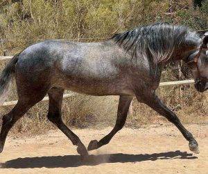 Intero PRE Andaluso In vendita 2019 Grigio