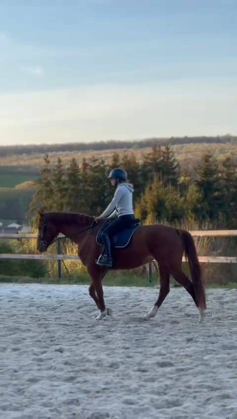 Cavalla Oldenburger In vendita 2020 Sauro ,  Furst jazz