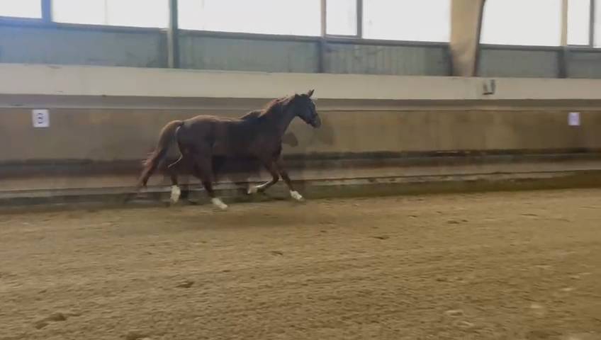 Cavalla Oldenburger In vendita 2020 Sauro ,  Furst jazz