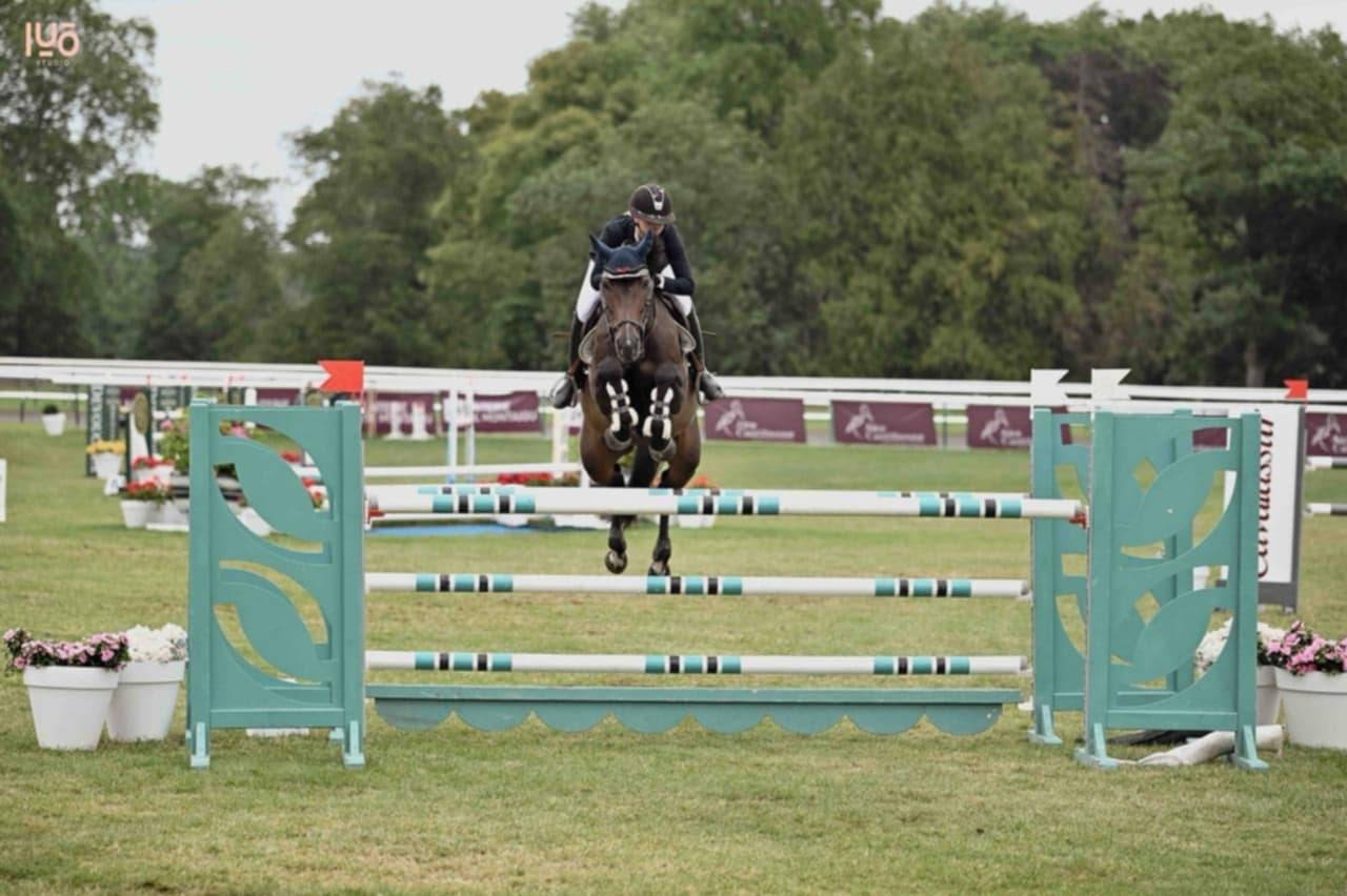 Cavalla Sella Francese In vendita 2017 Baio