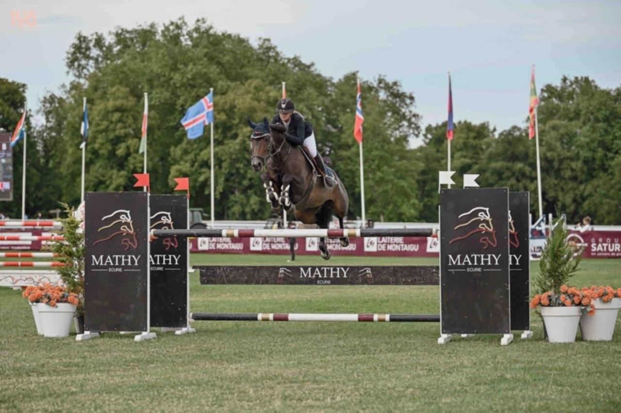 Cavalla Sella Francese In vendita 2017 Baio