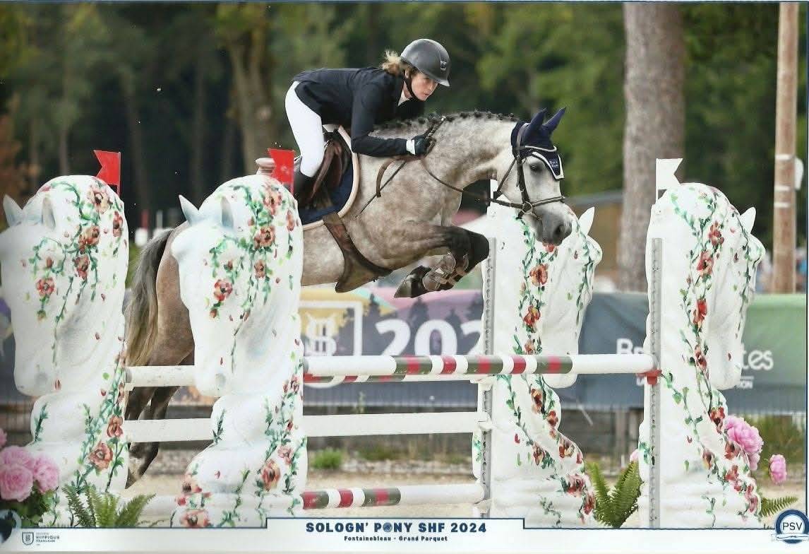 Cavalla Connemara In vendita 2019 Grigio