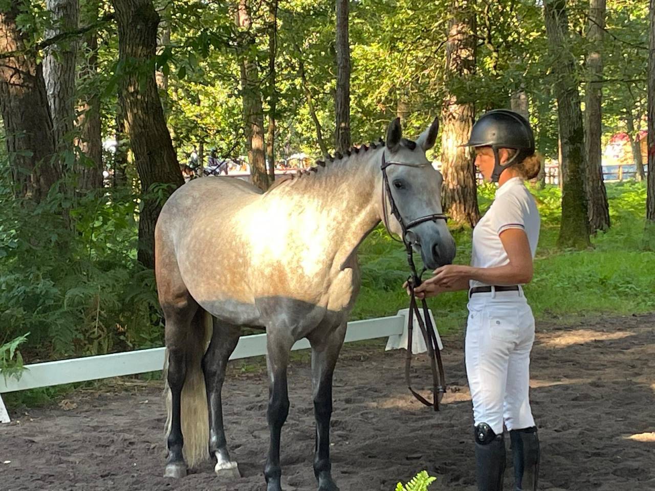 Cavalla Connemara In vendita 2019 Grigio