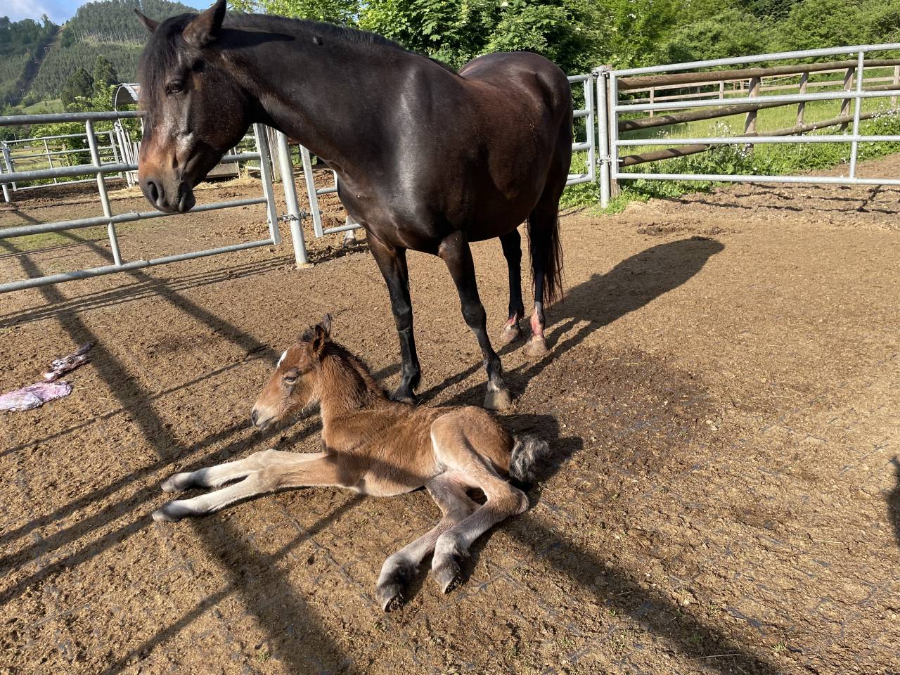 Fattrice Connemara In vendita 2019 Baio ,  VICOMTE DE FERRALS, CO