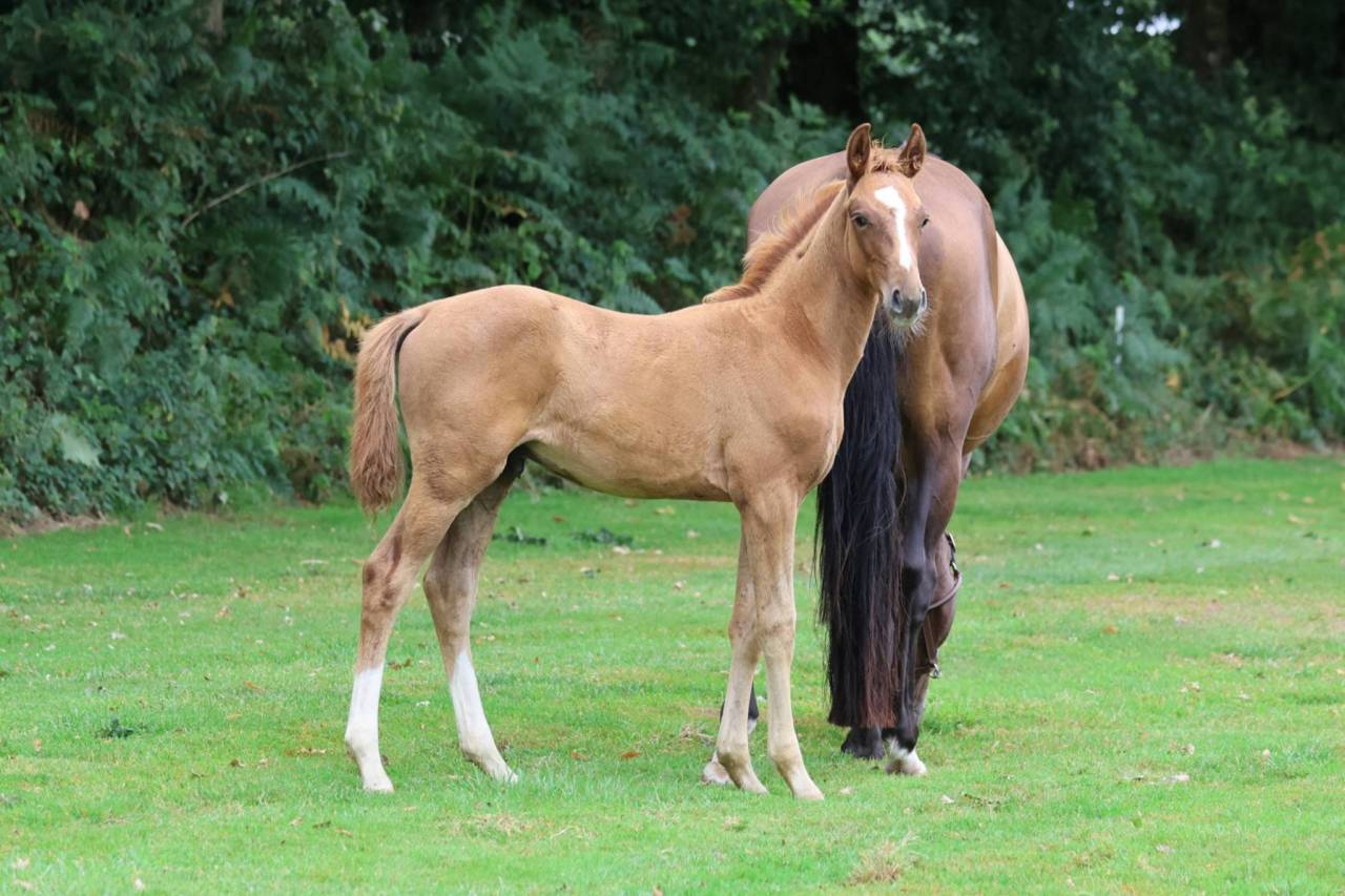 Castrone Sella Francese In vendita 2025 Sauro ,  Andiamo semilly
