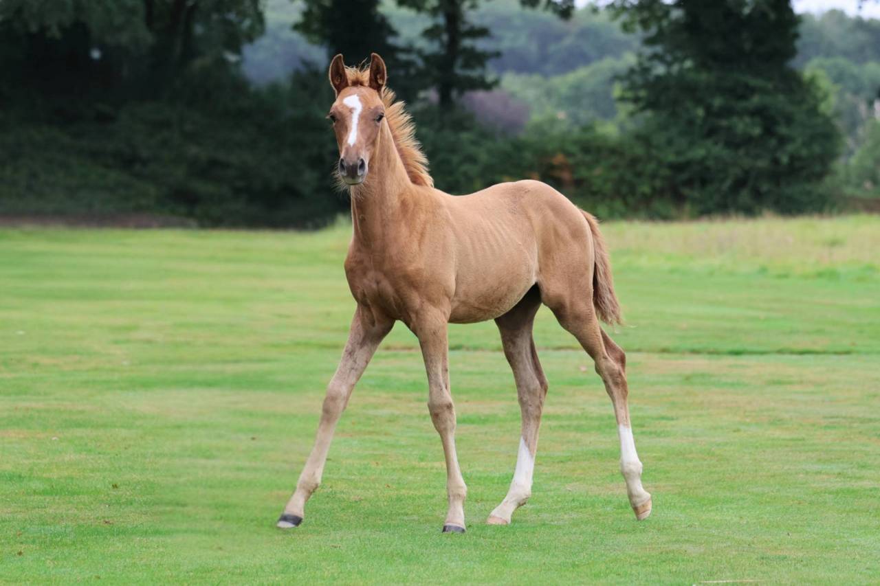 Castrone Sella Francese In vendita 2025 Sauro ,  Andiamo semilly