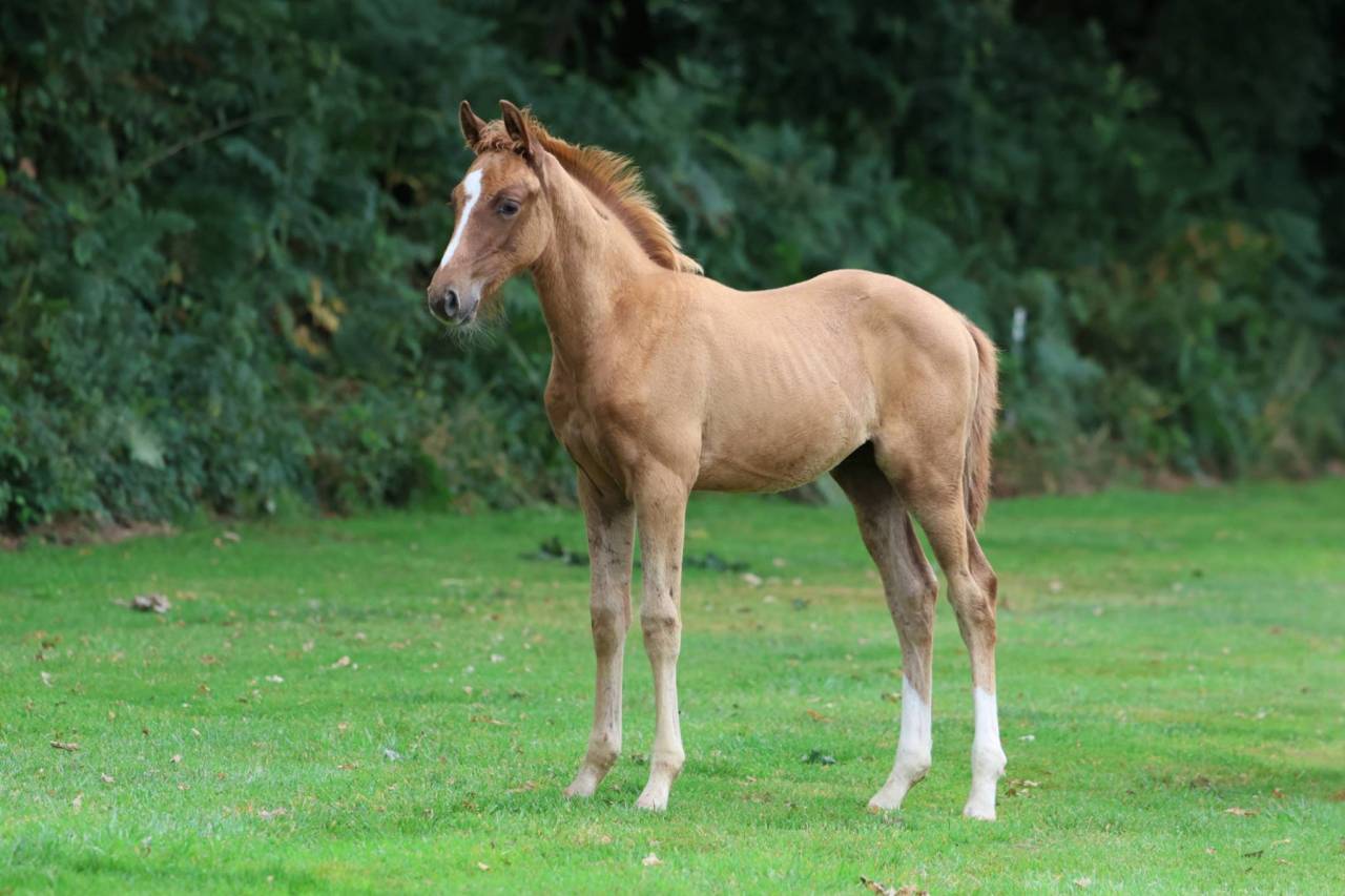 Castrone Sella Francese In vendita 2025 Sauro ,  Andiamo semilly