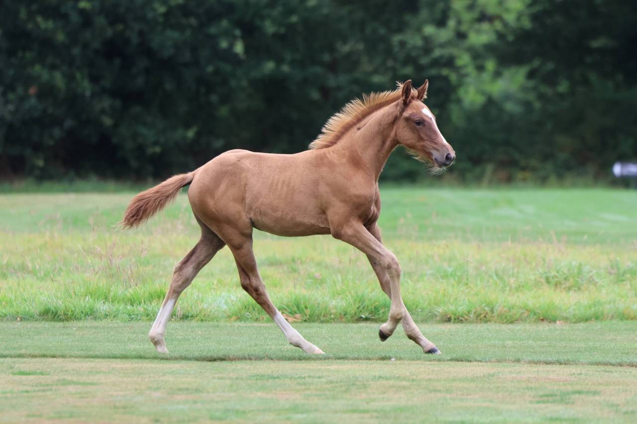 Castrone Sella Francese In vendita 2025 Sauro ,  Andiamo semilly